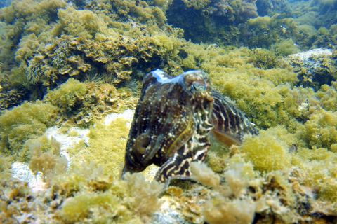 Snorkelervaring in het zuiden van Gran Canaria