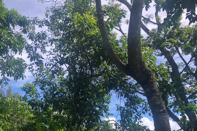 Excursión en Arusha: Cascadas de Napuru