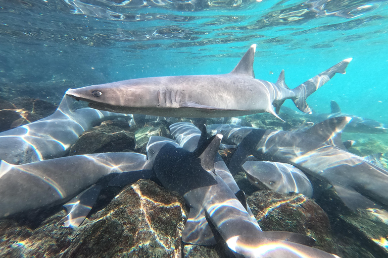 Depuis Puerto Ayora : Pinzón et La Fé - excursion complète de plongée en apnée