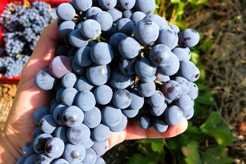 Ribera del Duero wine region private tour Ribera del Duero Private Wine Tour