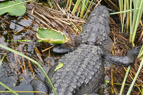 Everglades: boat tour with transportation& entrance included