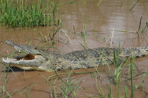 From Addis Ababa: 4-Day Nech Sar N P & Lake Chamo Safari