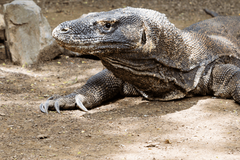 Labuan Bajo: Private Yacht Komodo-Inseln &amp; Manta-SchnorchelnPrivate Yachttour am Vormittag (13:00–19:00 Uhr) – Maximal 6 Gäste