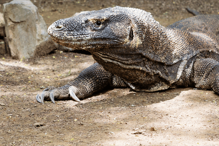 Labuan Bajo: Private Yacht Komodo-Inseln &amp; Manta-SchnorchelnPrivate Yachttour am Vormittag (13:00–19:00 Uhr) – Maximal 6 Gäste