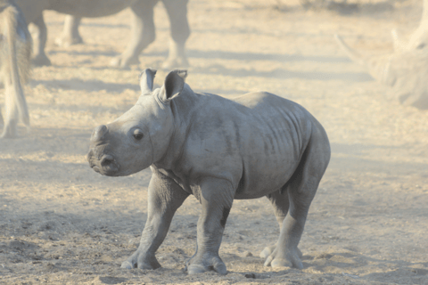 Livingstone: Rhino Tracking & Victoria Falls Combo
