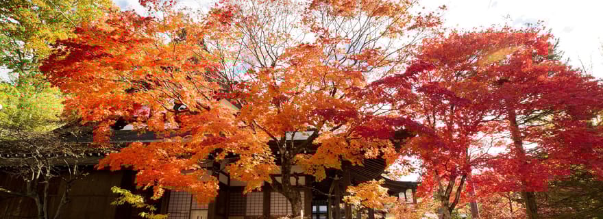 Visite à pied d'une demi-journée : les trésors cachés de Takayama et promenade dans les temples