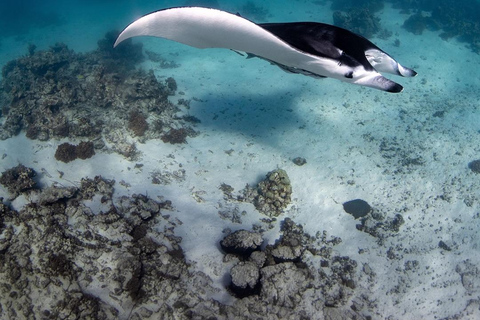 Six Wonders of Komodo: Premium Speedboat Day Cruise
