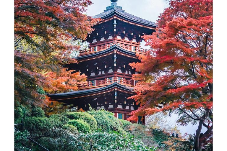 Nara: Guided Walking Tour with Tea Ceremony & Calligraphy