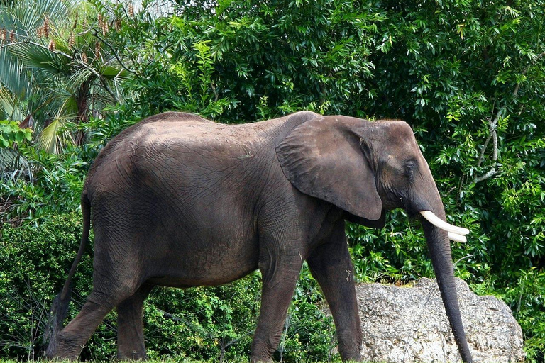 volo da Zanzibar a Mikumi e ritorno a Zanzibar escursione giornalieravolo da Zanzibar a Mikumi e ritorno a Zanzibar escursione di un giorno