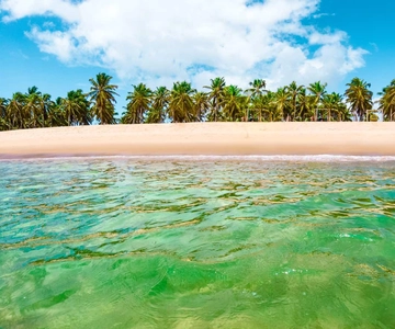 Transfer para Francês, Barra de São Miguel e Gunga em 1 dia