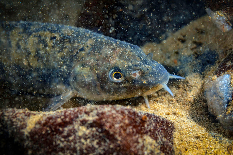 From Yerevan: Lake Sevan Beginner Scuba Diving Trip