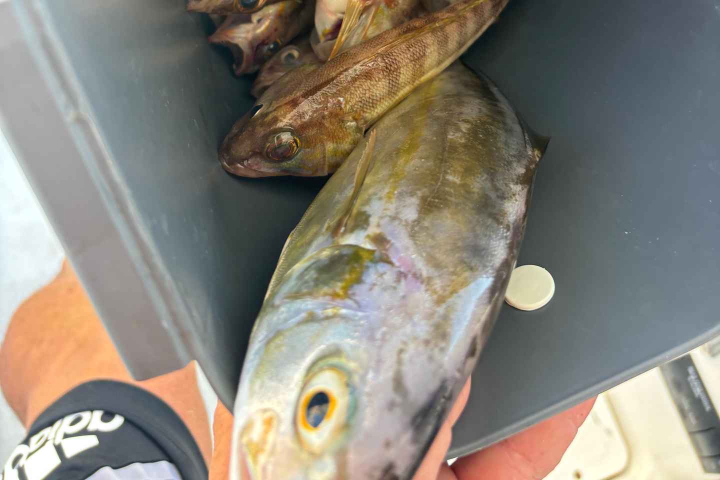 Limassol: Tour di Pesca al Tramonto con Colazione Inclusa