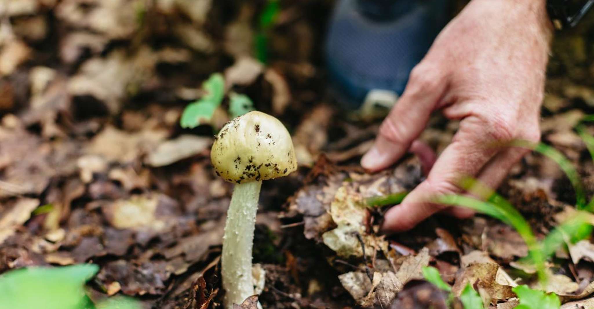 Budapest: Buda Hills Guided Hiking Tour with Optional Lunch photo 6