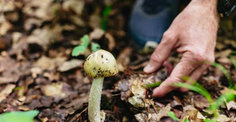 Budapest: Buda Hills Guided Hiking Tour with Optional Lunch photo 6