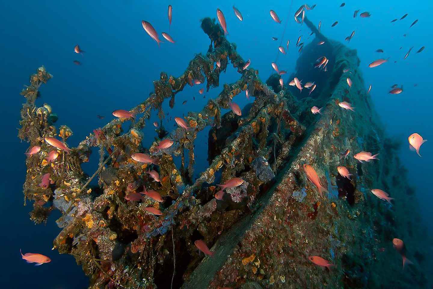 Köfun í Dubrovnik: Ein köfun fyrir vottaða kafara