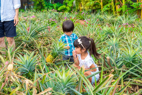 Nago Pineapple Park : Admission with Pineapple Car