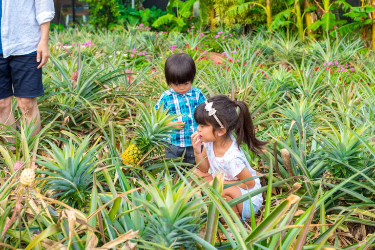 Nago Pineapple Park : Admission with Pineapple Car