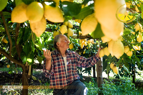 Amalfi: Vertical Lemon Farm Tour, Tastings, and Rural Museum