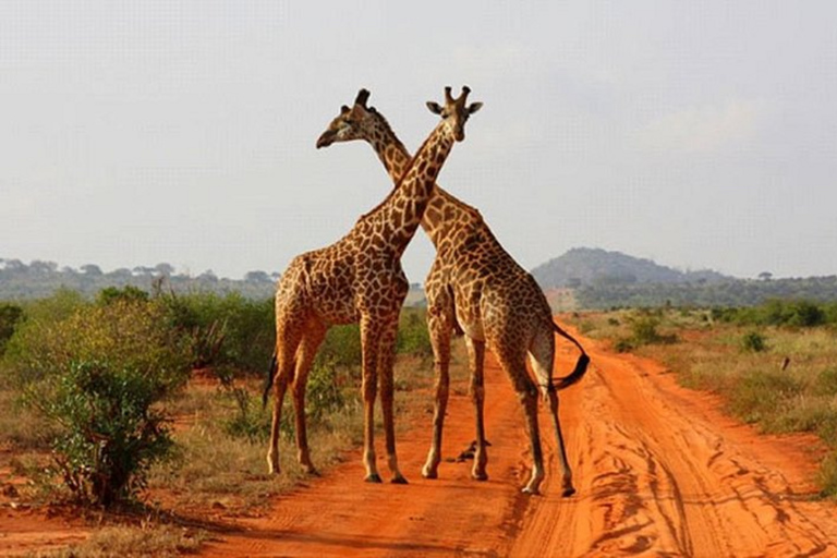 Mombasa:2-Day Tsavo East Wildlife Safari with Overnight Stay