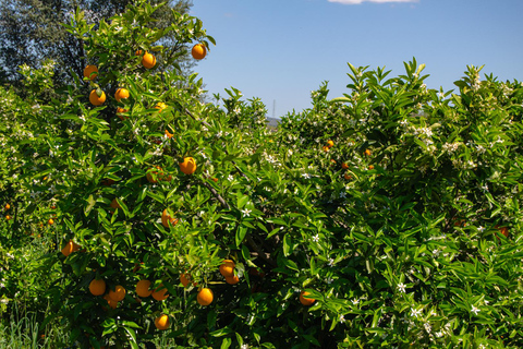 Albufeira: Algarve Traditions & Food Tasting pick up Albufeira: Algarve Traditions & Food Tasting