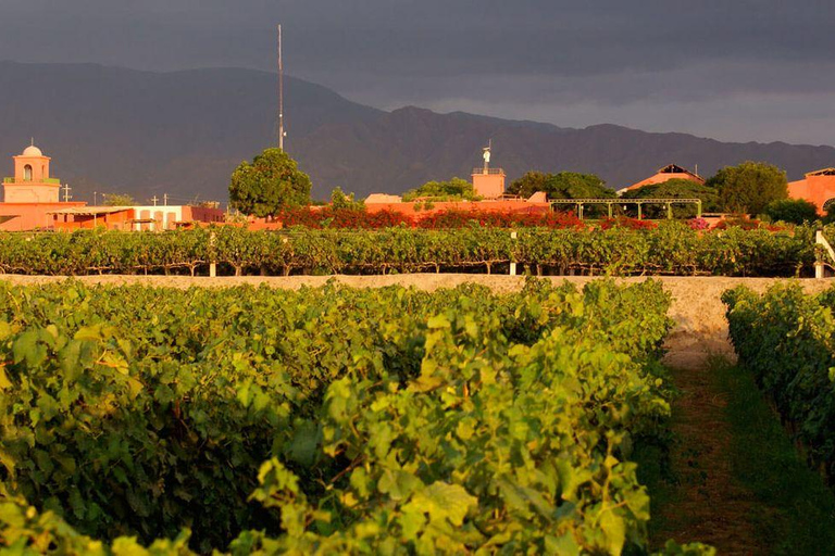 Lima : visite d&#039;une jounée à Paracas, aux vignobles et à Huacachina