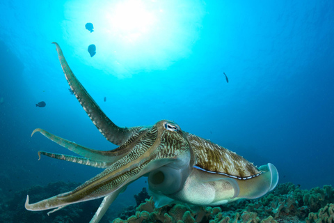 Mascate : Plongée dans les îles DaymaniyatMUSCAT : PLONGÉE DANS LES ÎLES DAYMANIYAT