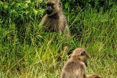 From Zanzibar: Mikumi Safari Day Trip with Flights and Lunch Mikumi Shared Safari without hotel transfer
