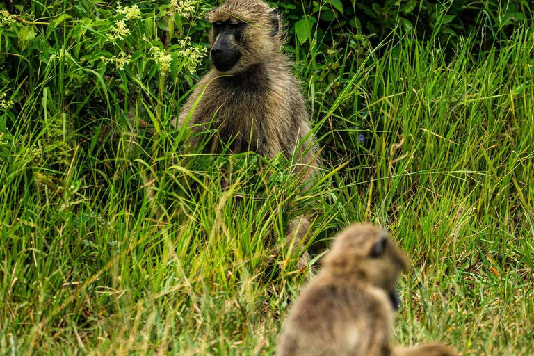 From Zanzibar: Mikumi Safari Day Trip with Flights and Lunch Mikumi Shared Safari without hotel transfer