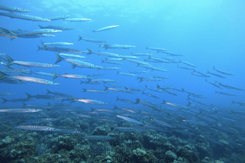 Nice : VIP sea tour with snorkeling & discover scuba