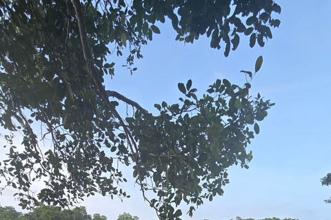 Crociera sul fiume Iwahig per l&#039;osservazione delle lucciole