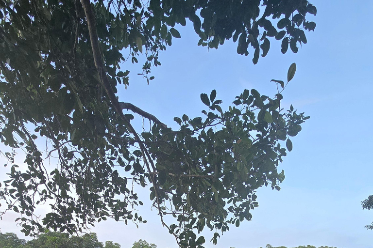 Croisière sur la rivière Iwahig Observation des lucioles