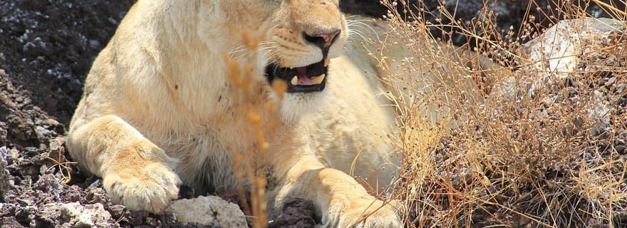 2-Jours 1-Nuit Parc National Nyerere de Zanzibar par vol