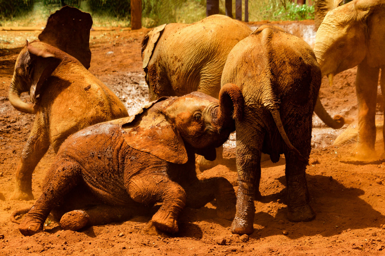 Doświadczenie ze słoniem: David Sheldrick Wildlife Trust