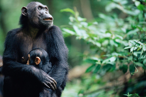 KIGOMA: Chimpanzees trekking Day Trip in Gombe national park Private Chimpanzee Trekking with Hotel Transfer and Lunch