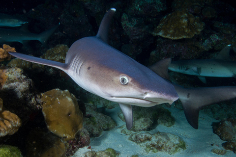 North Santa Cruz - Kayak, SUP, Snorkel and Relax - Galápagos Galapagos Islands: Punta Carrion Kayak - Sup & Snorkel Tour