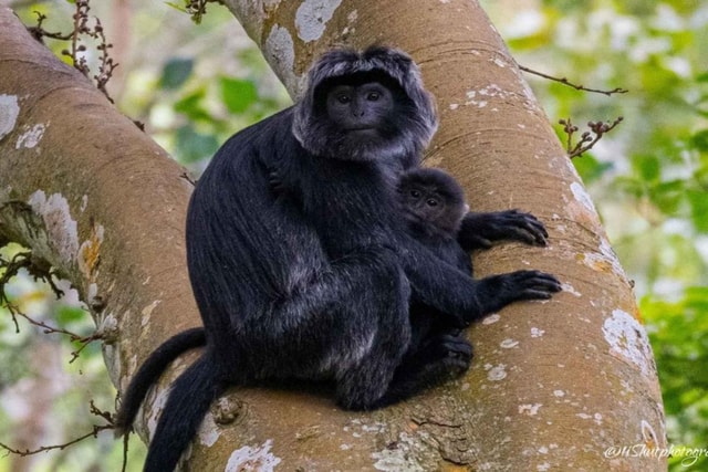 Tetebatu : Ricefield tour,waterfall,monkey forest and coffee