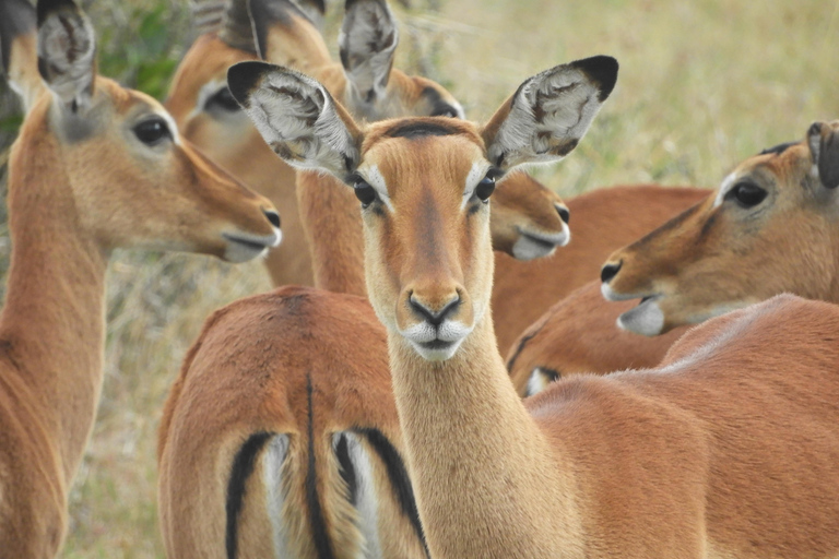 Private Nairobi National Park Drive in 4*4 landcruiser