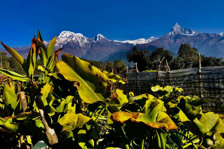 Katmandu: Rapid Ghorepani Poon Hill Trek med guide