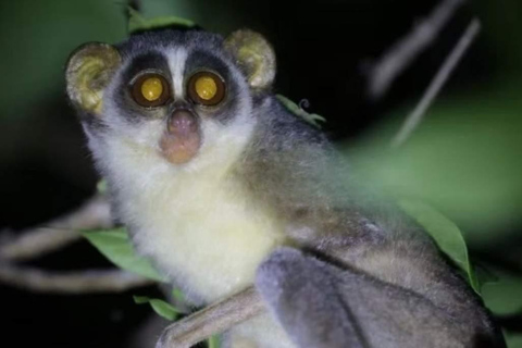 Minneriya: Night Safari with BBQ Dinner & Sri Lanka Cocktail Minneriya/Yala: Night Safari with BBQ Dinner & Cocktail