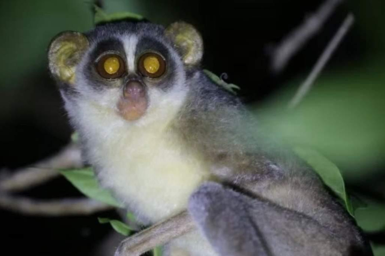 Minneriya: Night Safari with BBQ Dinner & Sri Lanka Cocktail Minneriya/Yala: Night Safari with BBQ Dinner & Cocktail