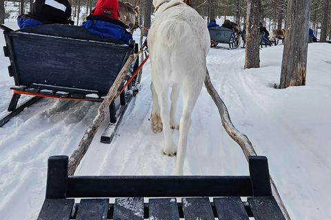 Saariselkä : Reindeer Sleigh Ride with Snacks & Hot Drink
