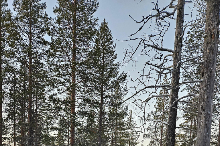 Saariselkä : Reindeer Sleigh Ride with Snacks & Hot Drink