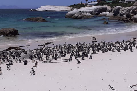 Cape Town: Cape point, Boulders beach, Simon's town