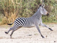 Da Zanzibar, Safari Best Day Selous con voli e pranzo - Housity