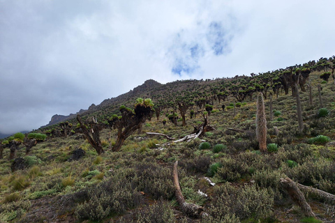 À la conquête du mont KenyaTraversée de 4 jours de Chogoria à Sirimon