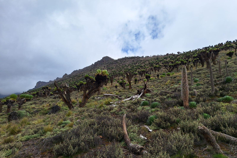 Conquer Mt. Kenya A 4-Day Sirimon to Chogoria Traverse