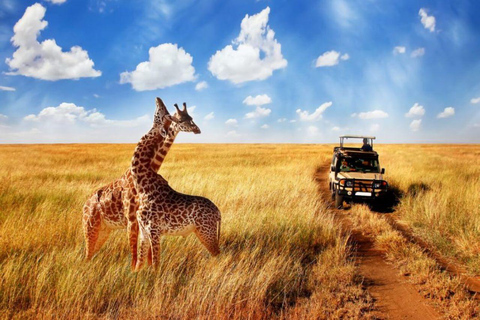 4 Tage Tansania Private Safari