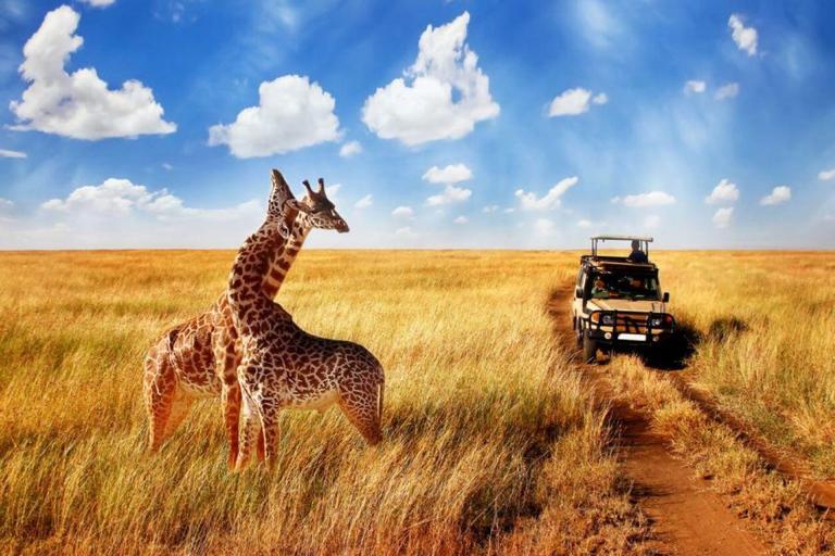 4 Dagen Tanzania Privé Safari