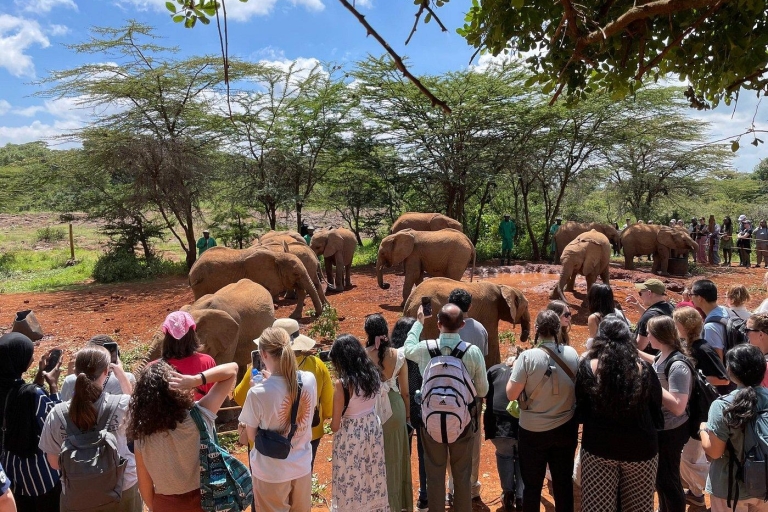 Nairobi: rondleiding door het olifantenweeshuis en het giraffencentrumNationaal park Nairobi, olifantenweeshuis en giraffencentrum