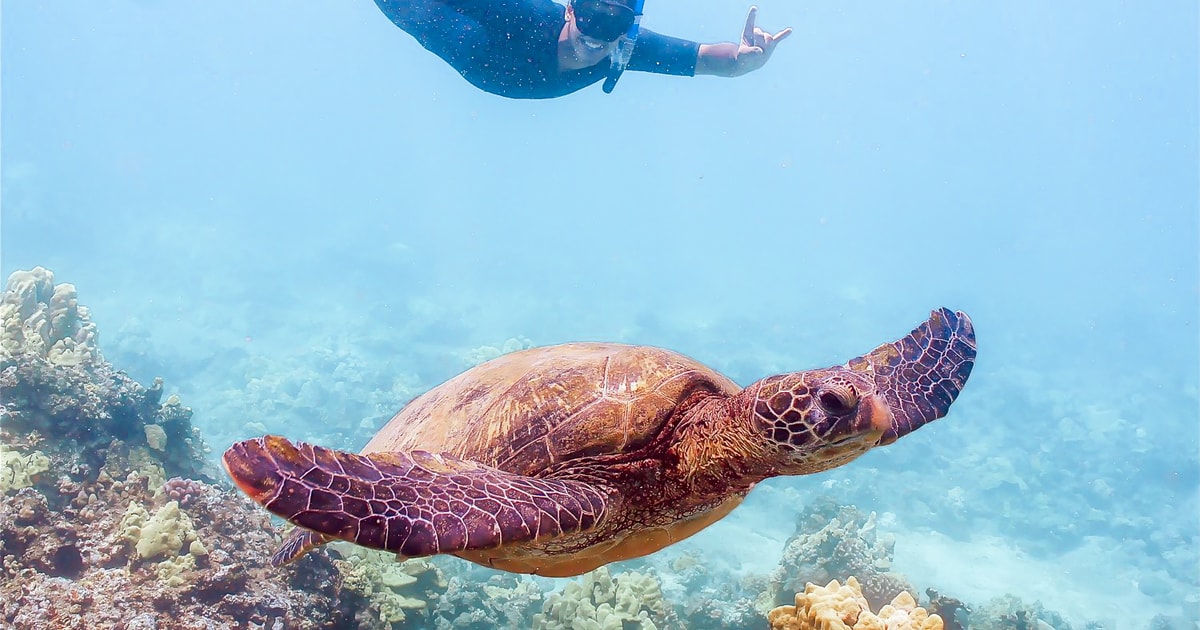 SüdMaui Molokini SchnorchelAbenteuer GetYourGuide